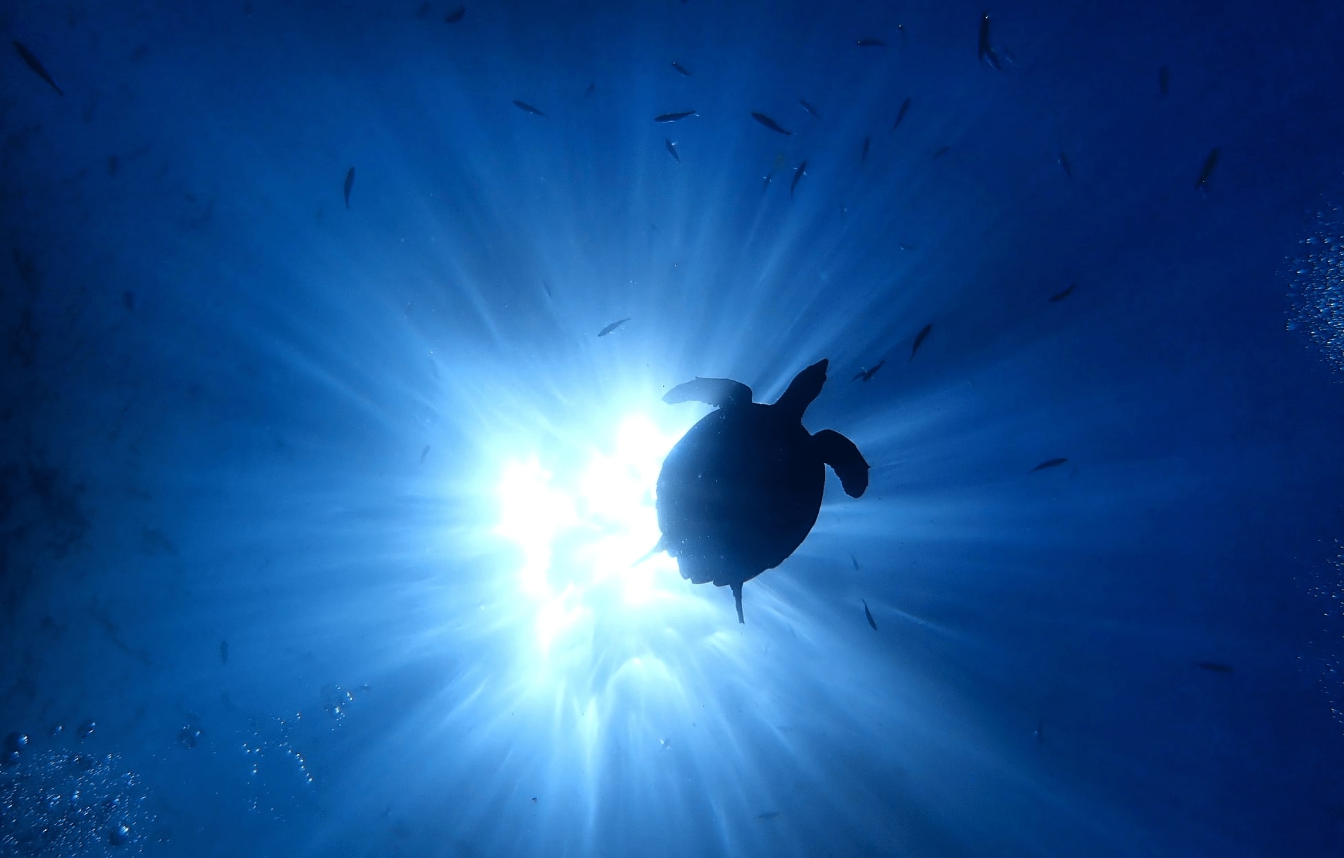 Click of scuba diver during his visit to Andaman Island © Debal Das/Unsplash