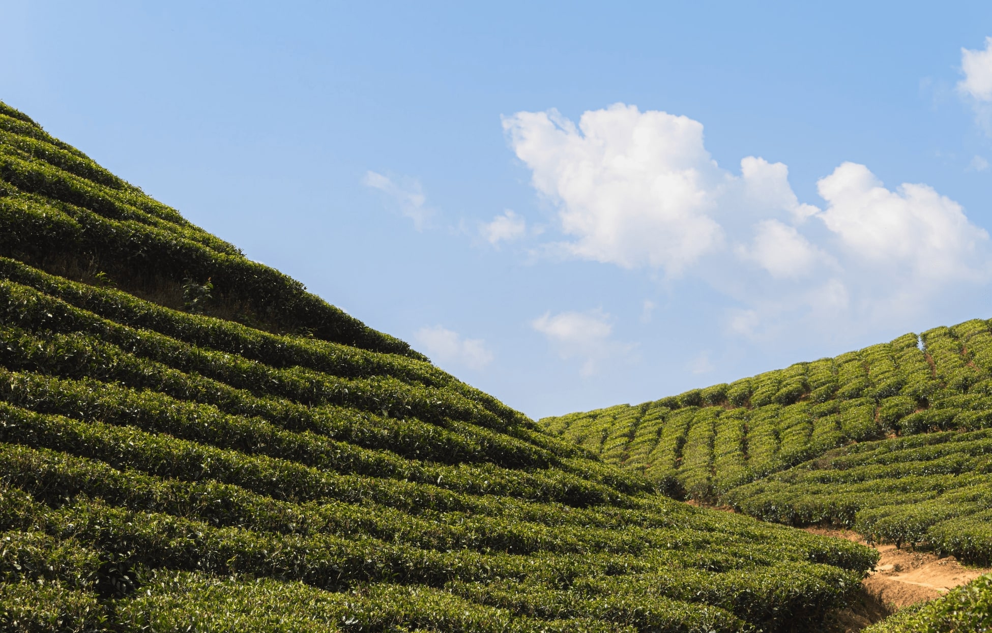 Famous Tea plantations of Darjeeling © Soumya Banarjee/Unsplash